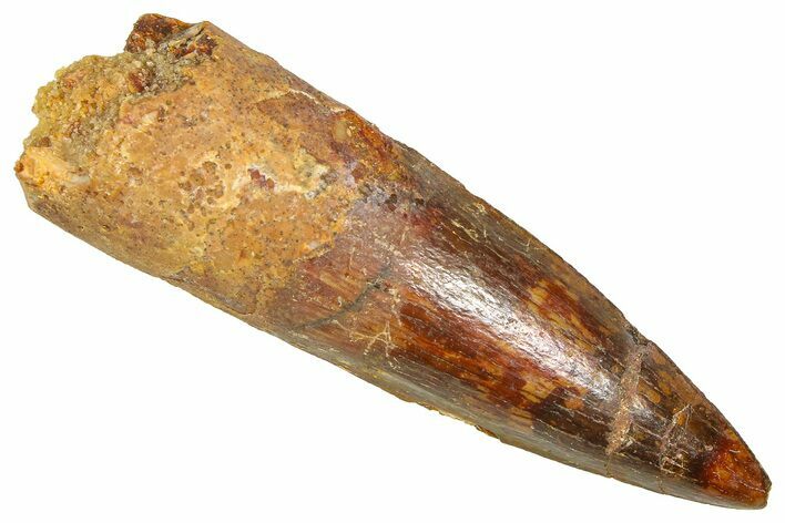 Fossil Spinosaurus Tooth - Real Dinosaur Tooth #366465